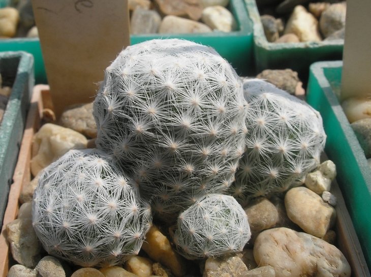 Mammillaria herrerae