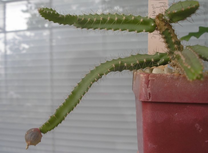 Pfeiffera ianthothele