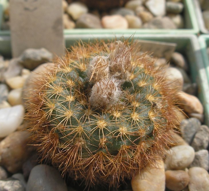 Frailea klusacekii