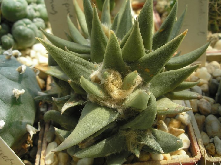 Ariocarpus trigonus