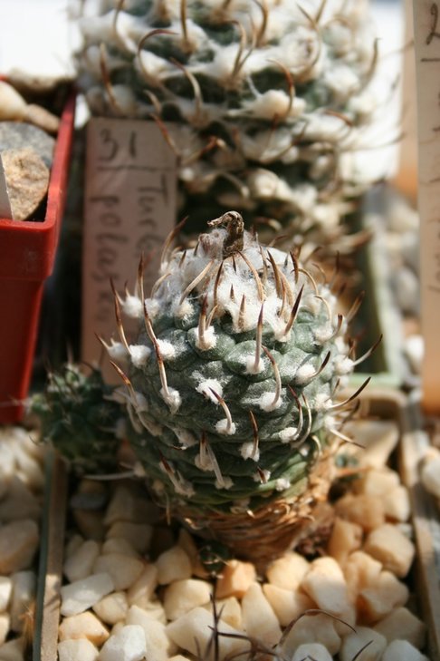 turbinicarpus polaskii