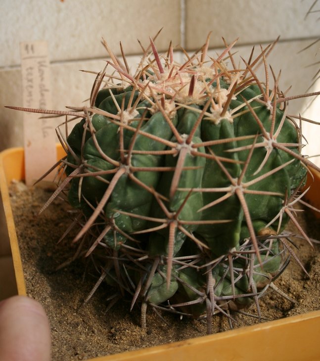 homalocephala texensis