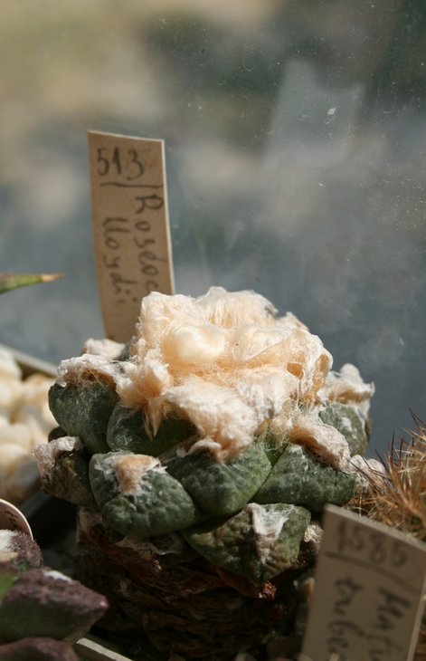 roseocactus lloydii