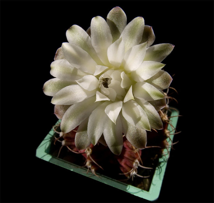 Gymnocalycium anisitsii