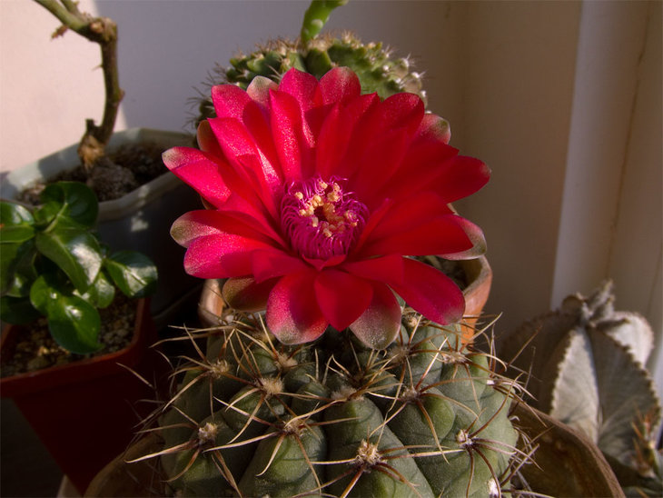 Gymnocalycium baldianum