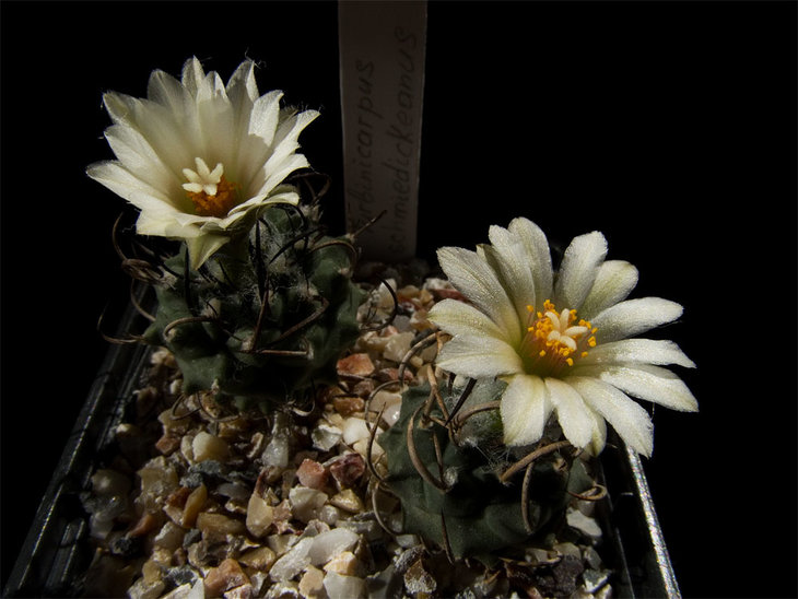 Turbinicarpus schmiedickeanus