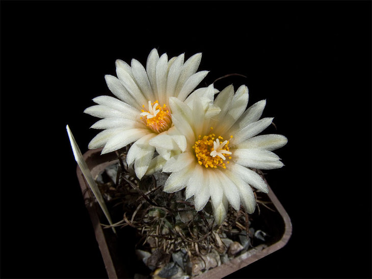 Turbinicarpus flaviflorus