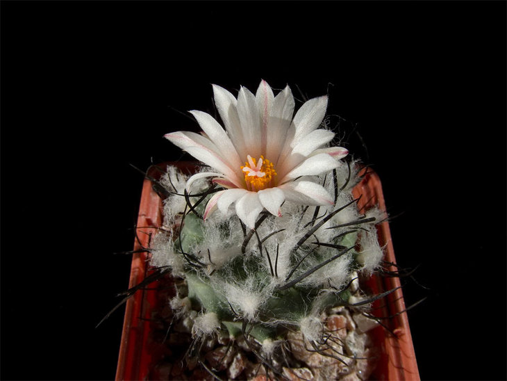 Turbinicarpus roseiflorus