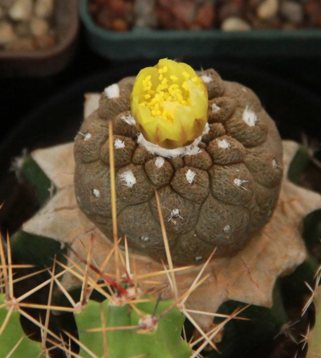 Copiapoa hypogaea lizard skin