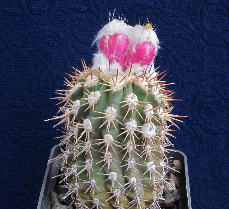 Islaya bicolor