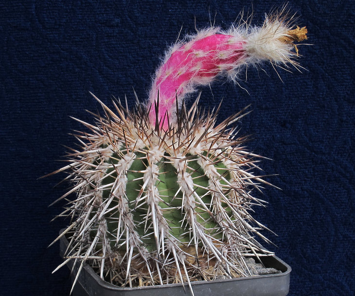 Islaya islayensis