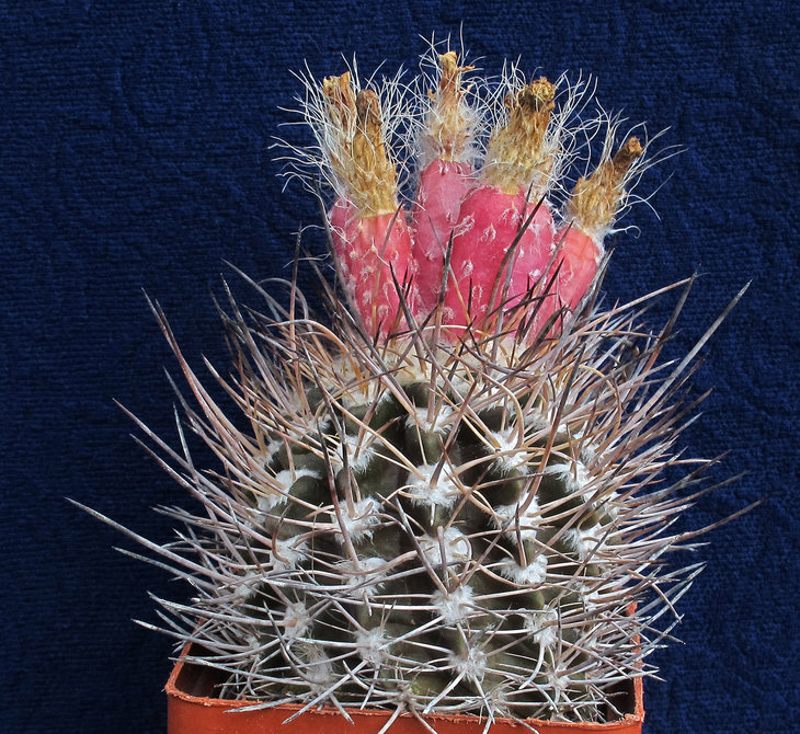 Neochilenia floccosa
