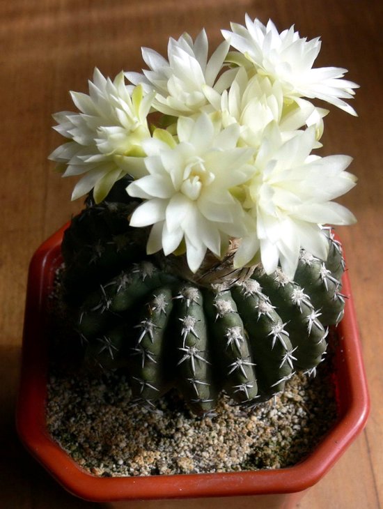 DISCOCACTUS horstii