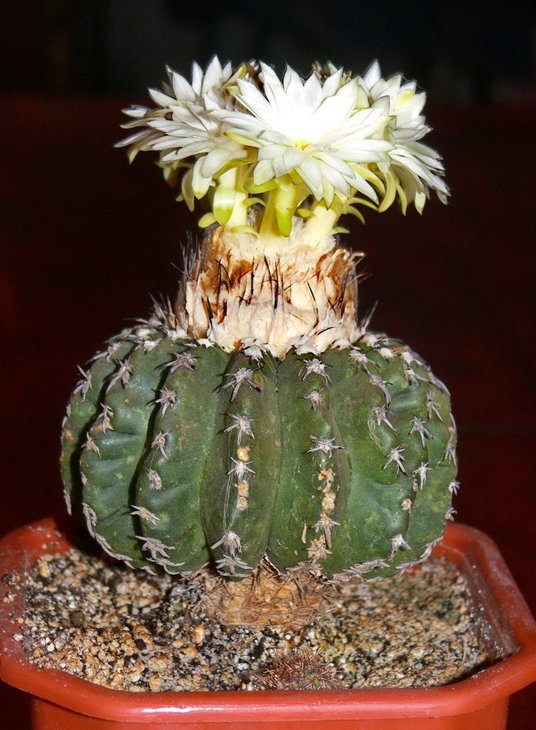 DISCOCACTUS horstii