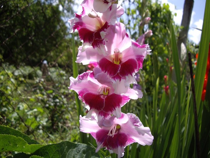 IMGP8695.jpg