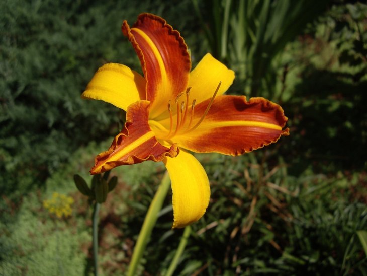 IMGP8742.jpg
