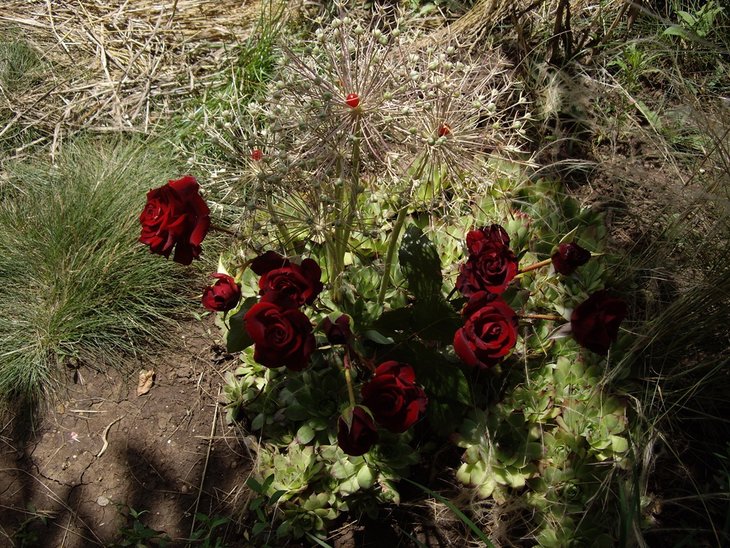 IMGP8573.jpg