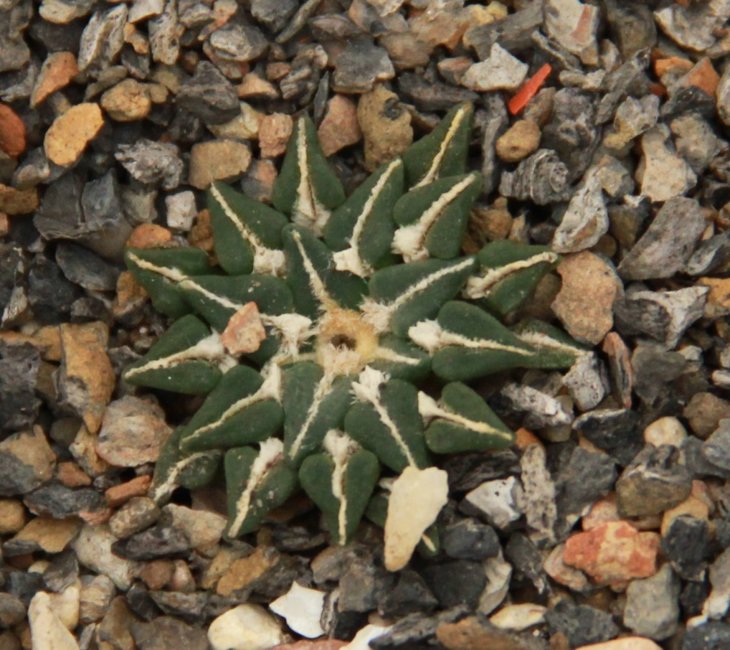 Ariocarpus kotschoubeyanus v sladkovskyi