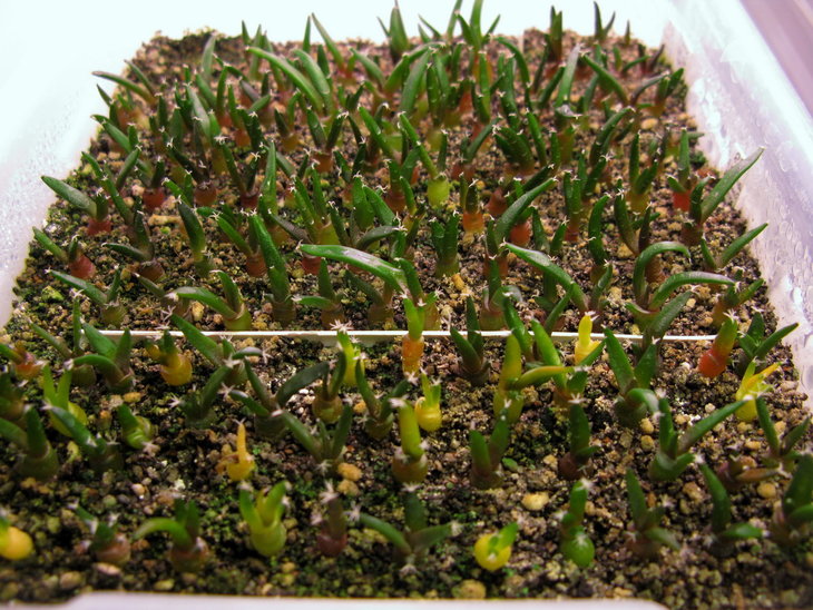 &quot;Нормальные&quot; сеянцы A.retusus, A.furfuraceus и группа зараженных грибком A.trigonus