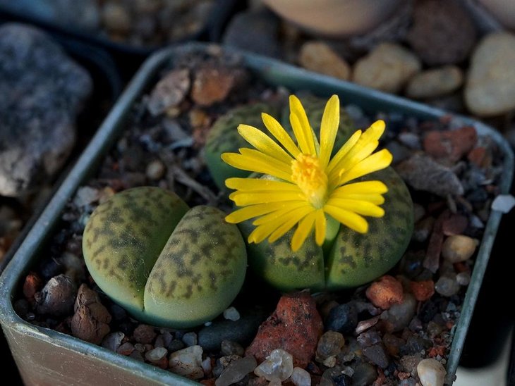 Lithops bromfieldii v. insularis cv.Sulphurea