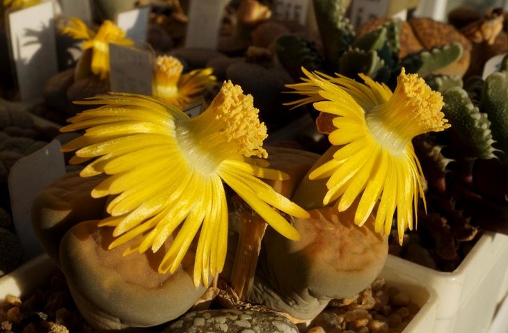 Lithops schwantesii v.marthae