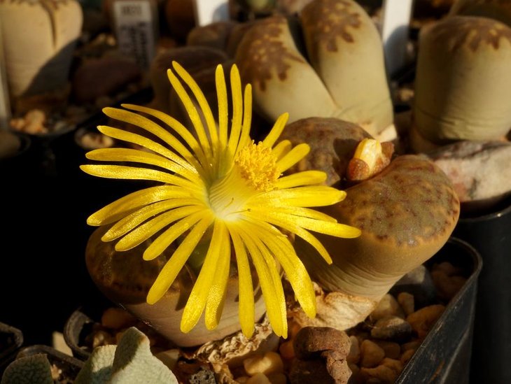 Lithops bromfieldii v.insularis C 057
