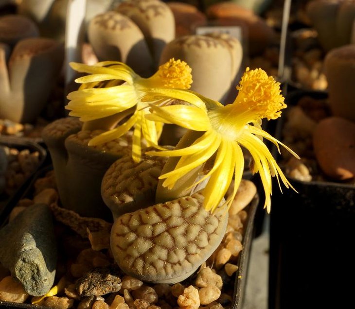 Lithops schwantesii ssp.urikosensis C 075