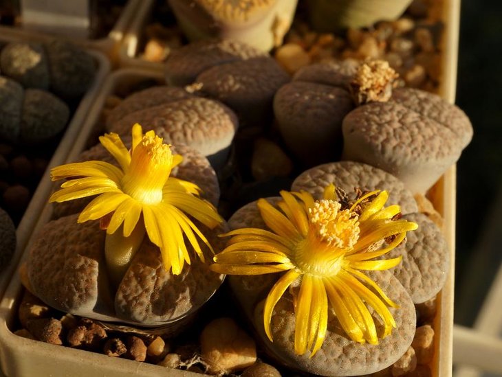 Lithops fulviceps v.lactinea C 222