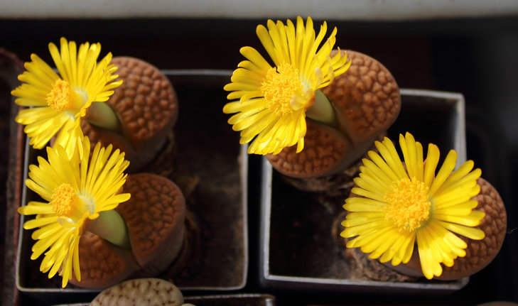 C113 hookeri v. hookeri