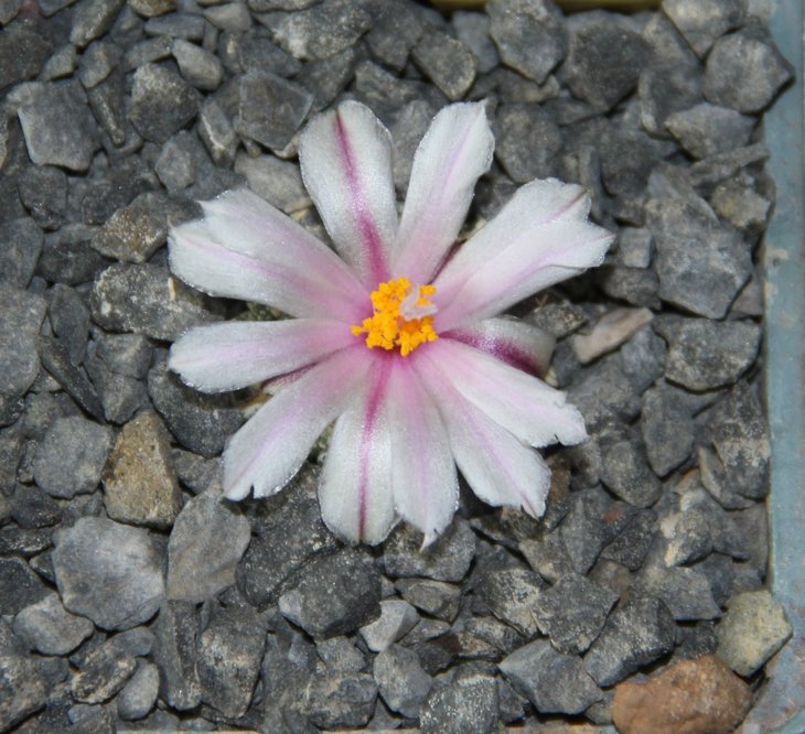Ariocarpus kotschoubeyanus v. albiflorus первое цветение!!!