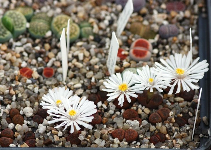 C. verrucosum.jpg