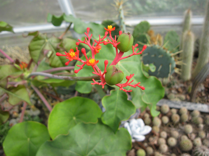 Jatropha podagrica