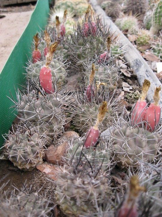 Pyrrhocactus echinus