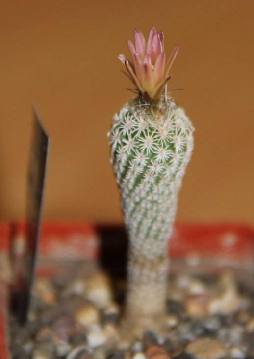 Turbinicarpus lausseri