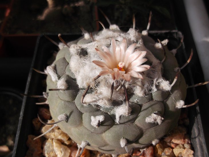 Turbinicarpus jauernigii