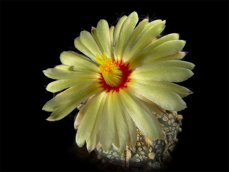 Astrophytum asterias 'Super Kabuto'