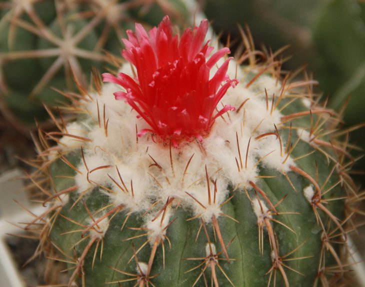 Parodia schwebsiana