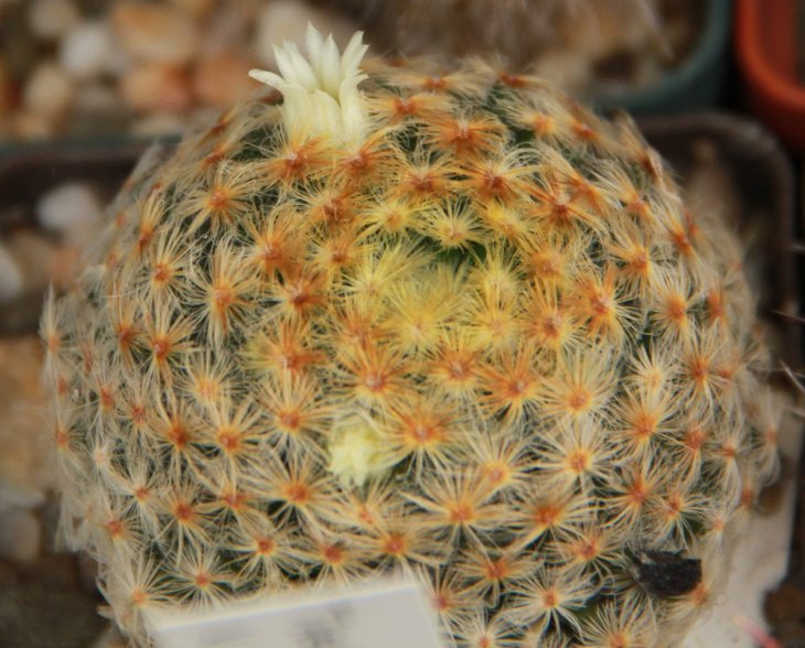 Mammillaria schiedeana