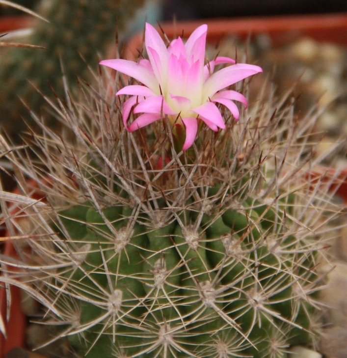 Neochilenia sp.