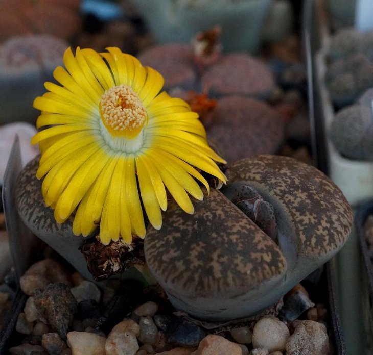 Lithops lesliei Kimberley form C 341