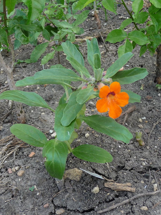 pterodiscus flower.jpg