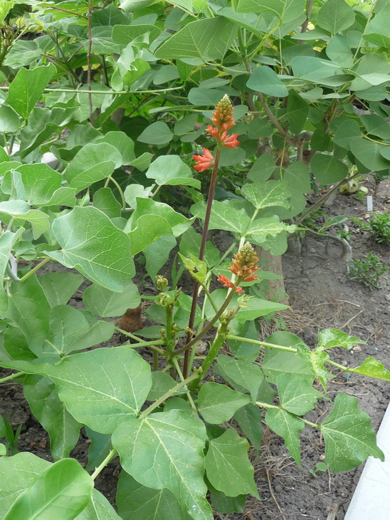 erythrina.jpg