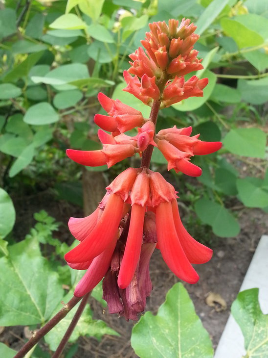 erythrina 1.jpg