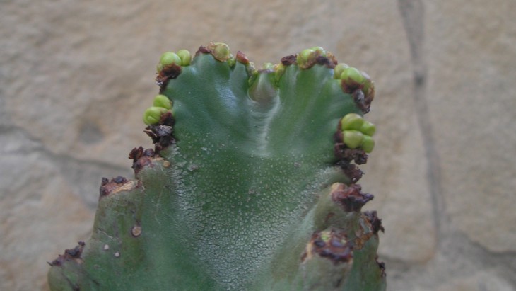 Euphorbia ingens.JPG