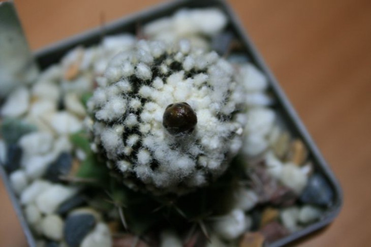 Copiapoa tenuissima f. monstrosa