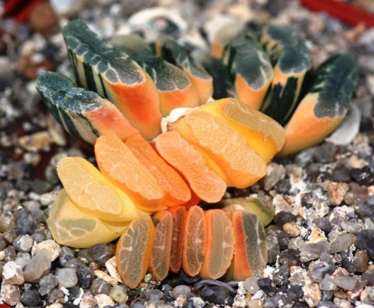 h truncata variegata.jpg