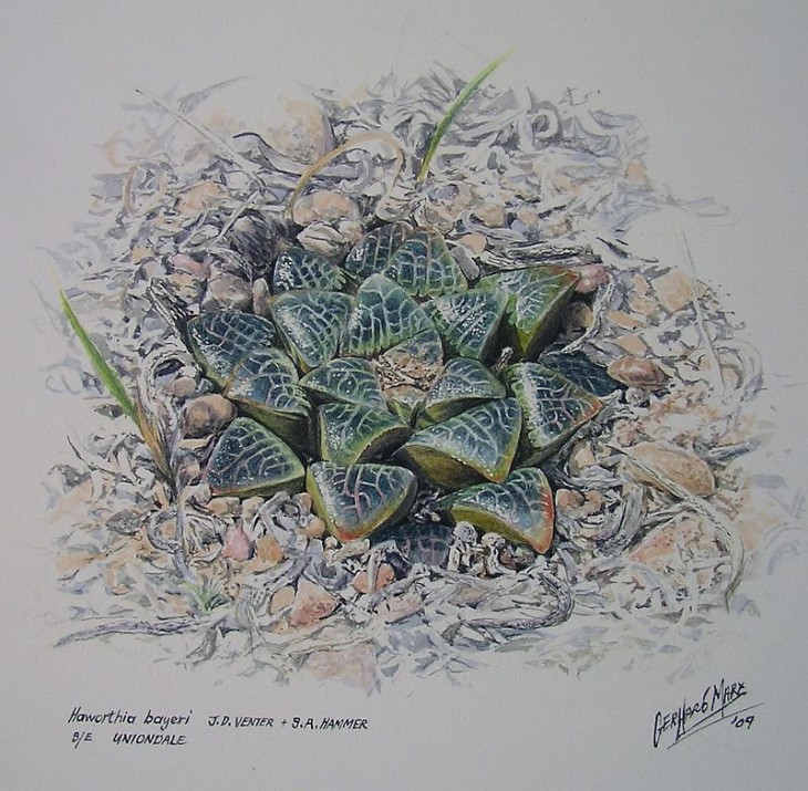 Haworthia bayeri. Uniondale. Watercolour. 2009.