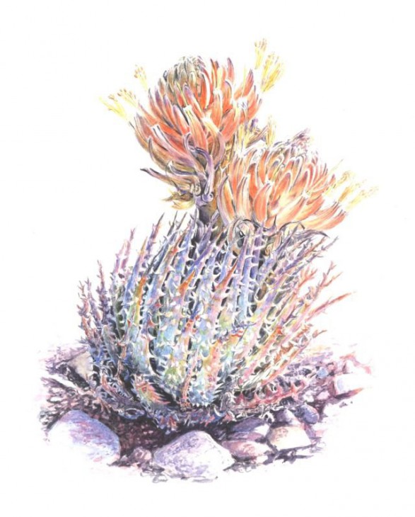Aloe longistyla. Watercolour. 2006