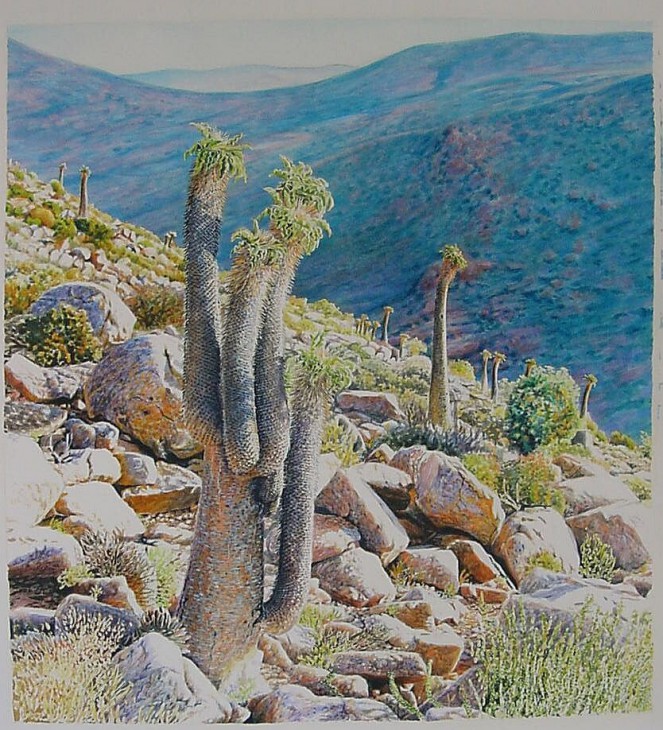 Pachypodium namaquanum. Gouache. 2001.