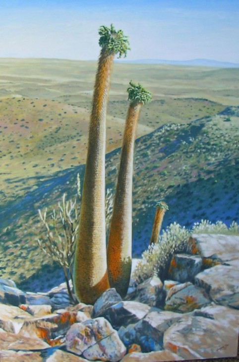 Pachypodium namaquanum, Witputz. Oil on board. 2003.